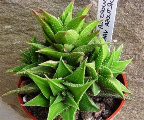 Haworthia viscosa — Вэй Лин — живые цветы, Киев