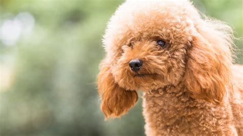As 8 raças de cães mais populares do Brasil em 2021 - Rotas de Viagem