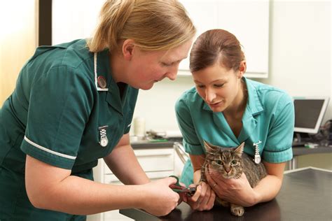 RVN TV reality show about the UK’s registered veterinary nurses