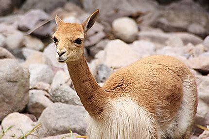 Vigogne : Animaux : Vallée sacrée des Incas : Cuzco et le Pérou inca ...