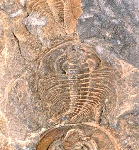trilobite  dance  rlkrich  deviantart