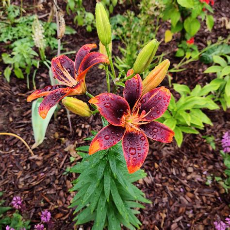 One of the new fancy lily blooms. Can't wait for the others! : r/gardening