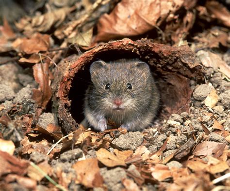 how to eradicate voles 6