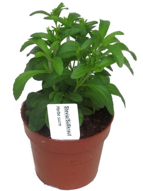 Stevia Pflanze kaufen Versand Harro's Pflanzenwelt kaufen bestellen ...