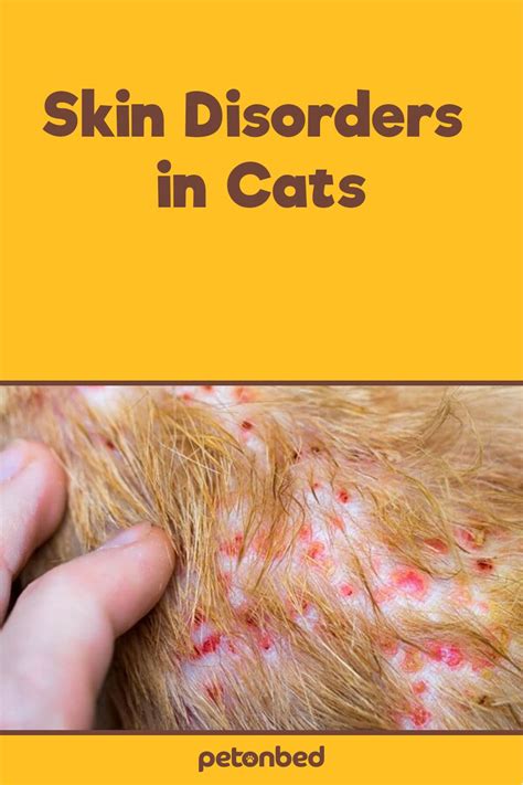 cat skin problems  eyes  patty armbruster blog