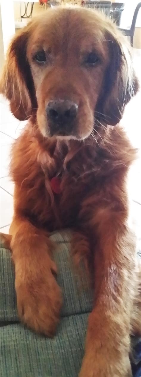 Foster homes needed urgently - Golden Retriever Rescue of Mid Florida