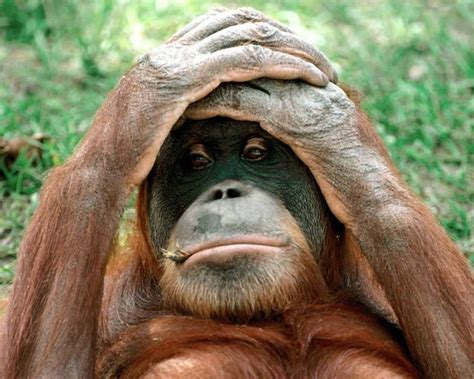 Funny Orangutan New Photos 2011 | Funny And Cute Animals
