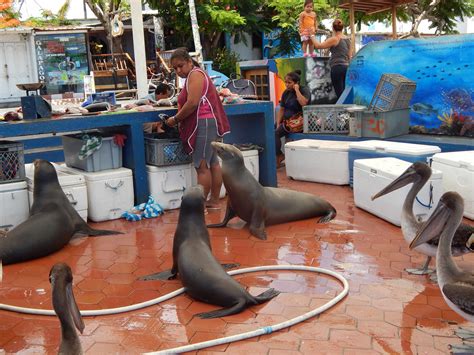 Marché aux poissons - Puerto Ayora : Marchés : Puerto Ayora : Isla