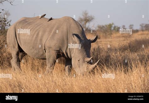 Biggest rhino species hi-res stock photography and images - Alamy
