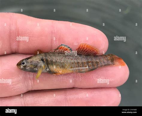 greenthroat darter etheostoma lepidum actinopterygii stock photo alamy