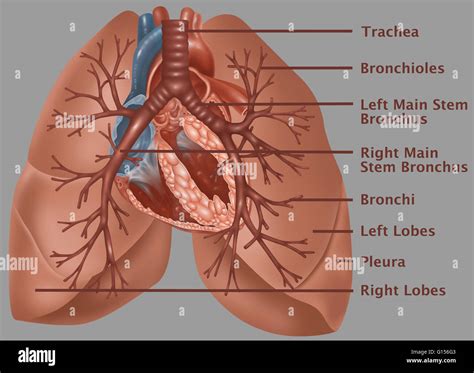 trachea  bronchi anatomy
