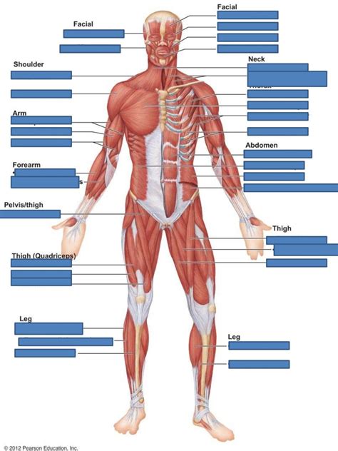 Ch 6 Muscle Lab Quiz Study Practice Anterior Muscles