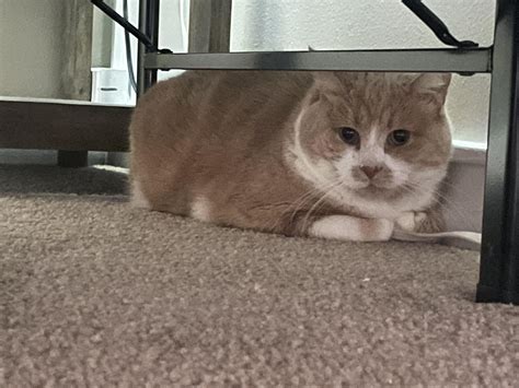 how do you lizard scared fast 9