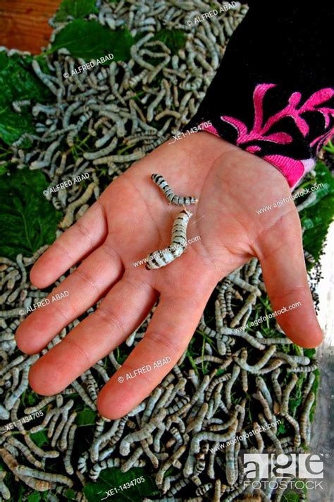 silkworms, Stock Photo, Picture And Rights Managed Image. Pic. XE1 ...