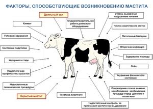 Как лечить мастит у коровы: симптомы заболевания и диагностика, лечение ...