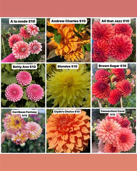 Mandi Michelle Hamilton | 🌸Happy Friday! Here’s the dahlia tubers I