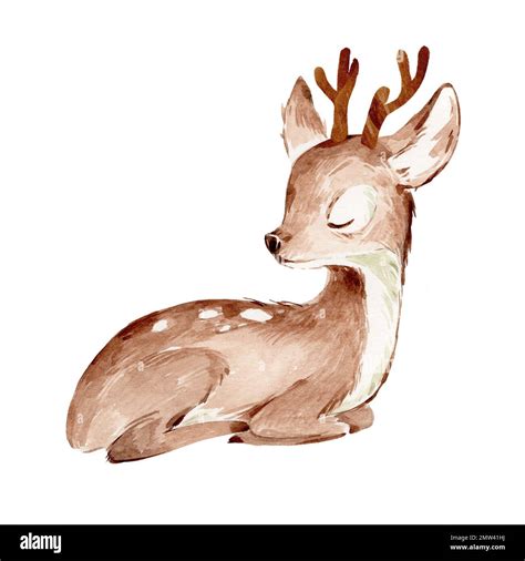 Cute Watercolor Illustration of the Baby Deer over white. Baby Fawn ...