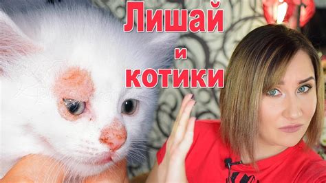 ЛИШАЙ У КОТА: КАК ЭТО БЫЛО? ЧЕМ ЛЕЧИТЬ И ЧТО ДЕЛАТЬ, ЧТОБЫ НЕ ЗАБОЛЕТЬ ...