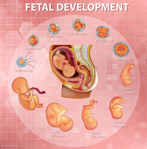 Human Embryonic Development, Or Human Embryogenesis From Zygote To ...