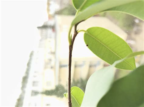 What is it and how do I get rid off it? : r/plantclinic