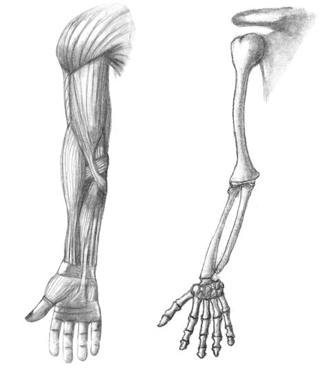 Skeleton Arm Drawing at PaintingValley.com | Explore collection of ...