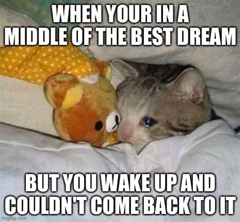 crying kitten Memes - Imgflip
