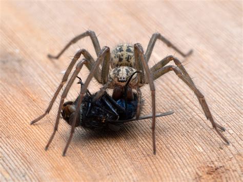 giant house spider eratigena atrica glenlivet wildlife