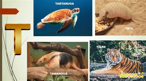 Animais Sem A Letra A - Alfabeto de A a Z com Animais – Aprenda Brincando - YouTube