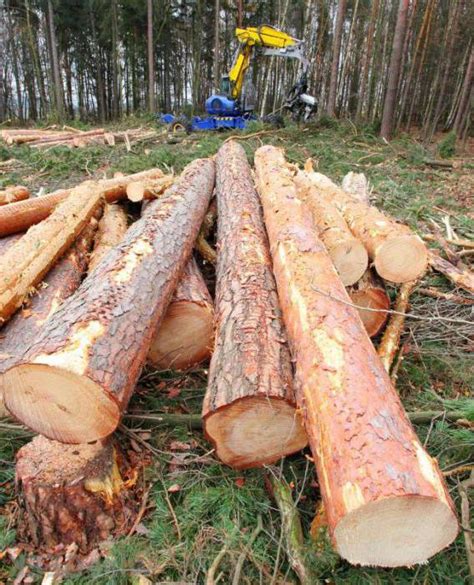 Вырубка деревьев. Разрешение на вырубку деревьев