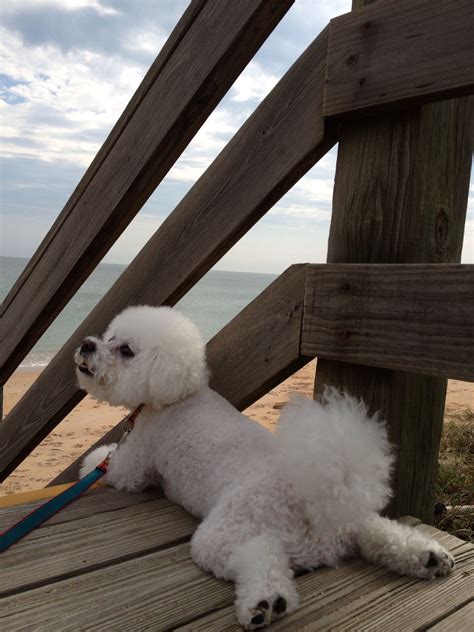 10 things that make bichon frises happy – Artofit