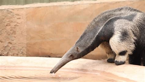 Giant Anteater Claws