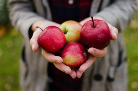 Oak Glen Apple Picking 2024 Guide: U-pick Farms, Cider Donuts, Petting ...