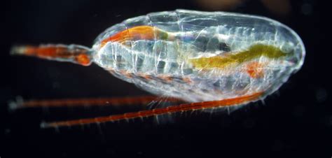 Seismic surveys do not significantly harm Calanus finmarchicus ...