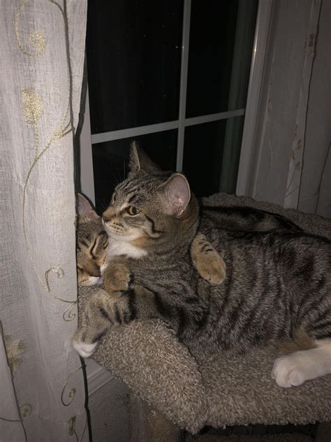 these are my cats they are lesbians :] i hope u all have a fantastic