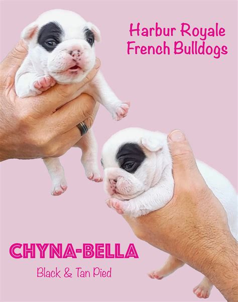 French Bulldog - Bargara - PetsForHomes