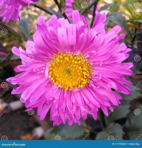 Glorious Pink Aster Flower Bloom Stock Image - Image of pink, glorious