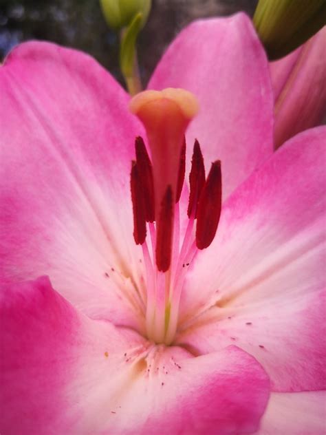 Stamen Pistil Petals - Free photo on Pixabay - Pixabay