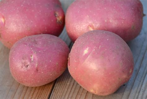 Картофель Родриго: описание сорта, урожайность, вкус