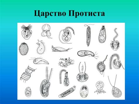 PPT - Царство Протиста PowerPoint Presentation, free download - ID:2369563