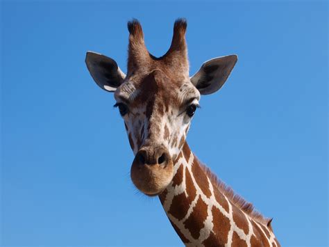 Giraffe Afrika Zuid Grote · Gratis foto op Pixabay