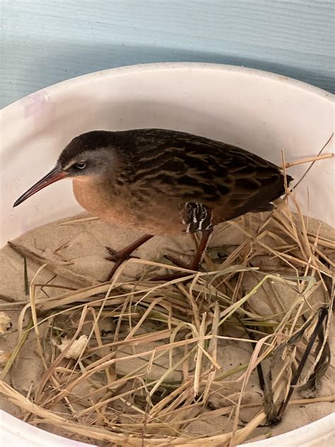 Found under my car and it wouldn’t move. Left it alone for hours and it