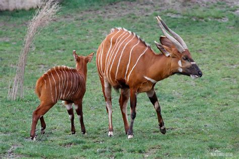 Bongo Bilder, Bongo Fotos | NaturFoto
