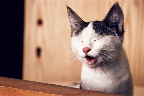 Healthy Cat Teeth