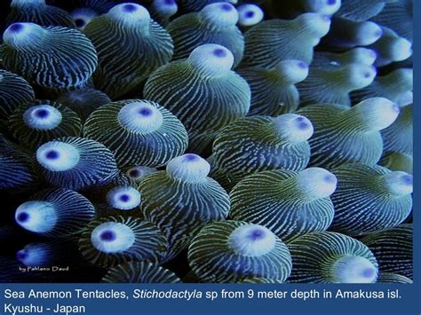Coelenterata
