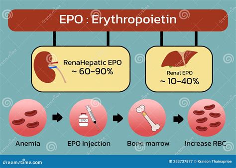 Erythropoietin (EPO) Production From Kidney , Liver And Injection ...