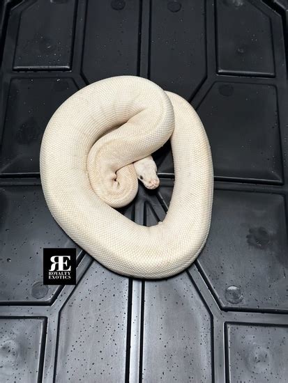 Blue Eye Lucy Super Russo White Diamond Ball Python by Royalty Exotics