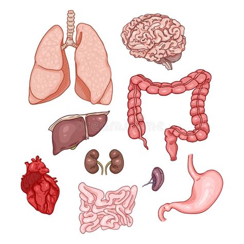 Buk- organ stock illustrationer. Illustration av illustration - 24880269