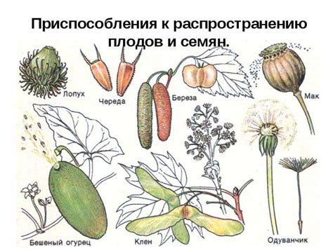 Образование плодов и семян у цветковых растений - презентация онлайн