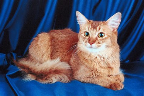Somali Cat Breed Information
