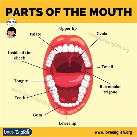 Mouth Anatomy: 11 Different Human Mouth Parts and their Functions